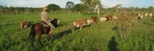 workaway, helpx, ranch, australia, horse riding, horses, wwoof, derby, kimberley