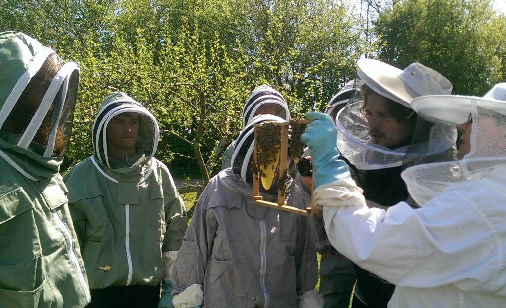 Free school, bees, farm, farming, voluntouring, voluntourism, volunteering