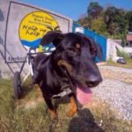 Rescue dog with wheelchair at Happy Dogs Koh Chang, a dog shelter in Thailand that cares for disabled and abandoned dogs.