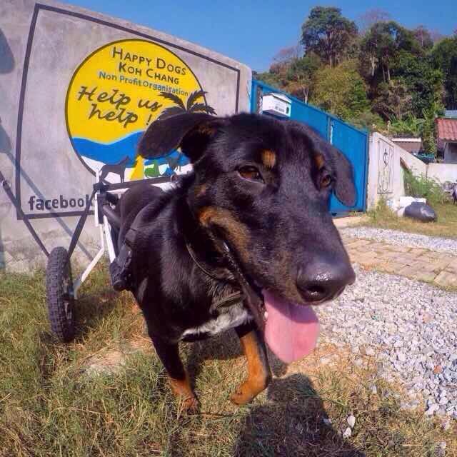 Rescue dog with wheelchair at Happy Dogs Koh Chang, a dog shelter in Thailand that cares for disabled and abandoned dogs.