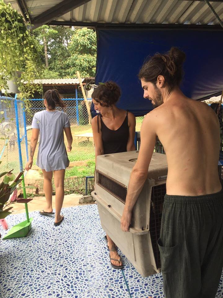 Young volunteers at Happy Dogs Koh Chang in Thailand lifting a large dog crate during daily care tasks at the dog rescue shelter.
