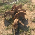 Group of rescue puppies eating together outdoors at Happy Dogs Koh Chang, a volunteer-run dog shelter in Thailand.