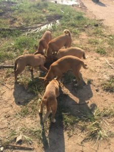 Group of rescue puppies eating together outdoors at Happy Dogs Koh Chang, a volunteer-run dog shelter in Thailand.