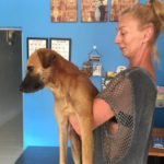 Volunteer holding a rescued dog inside the Happy Dogs Koh Chang shelter in Thailand.