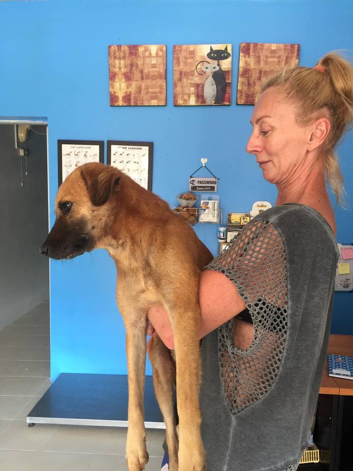 dog rescue center in Thailand, Happy dogs Koh Chang