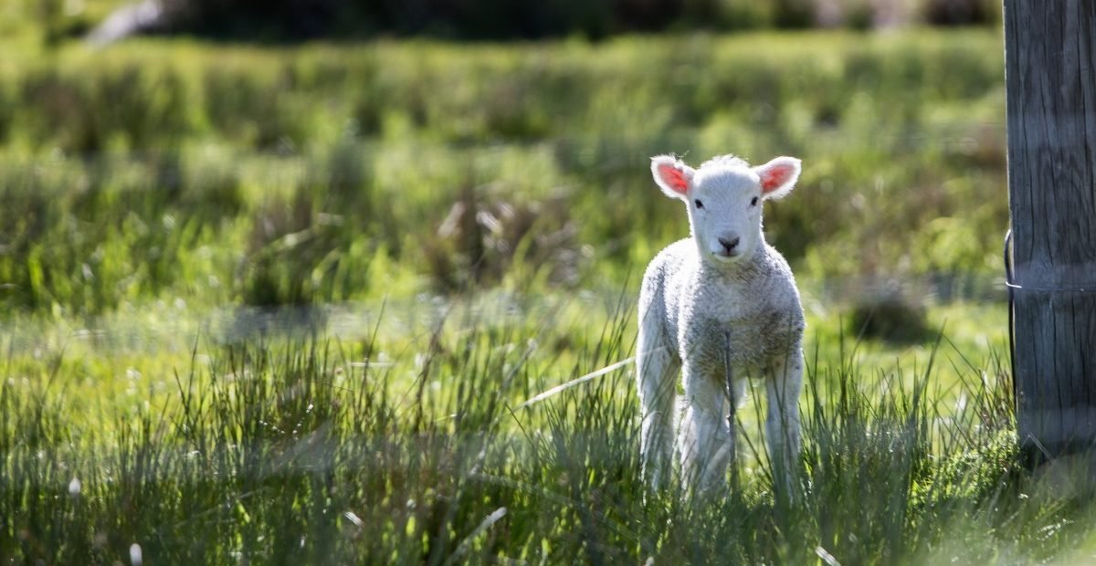 free workaway list, free wwoof