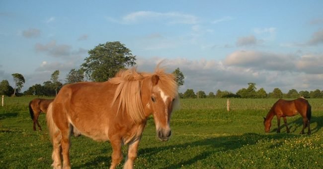 epona, horse, rescue center, animal shelter, france