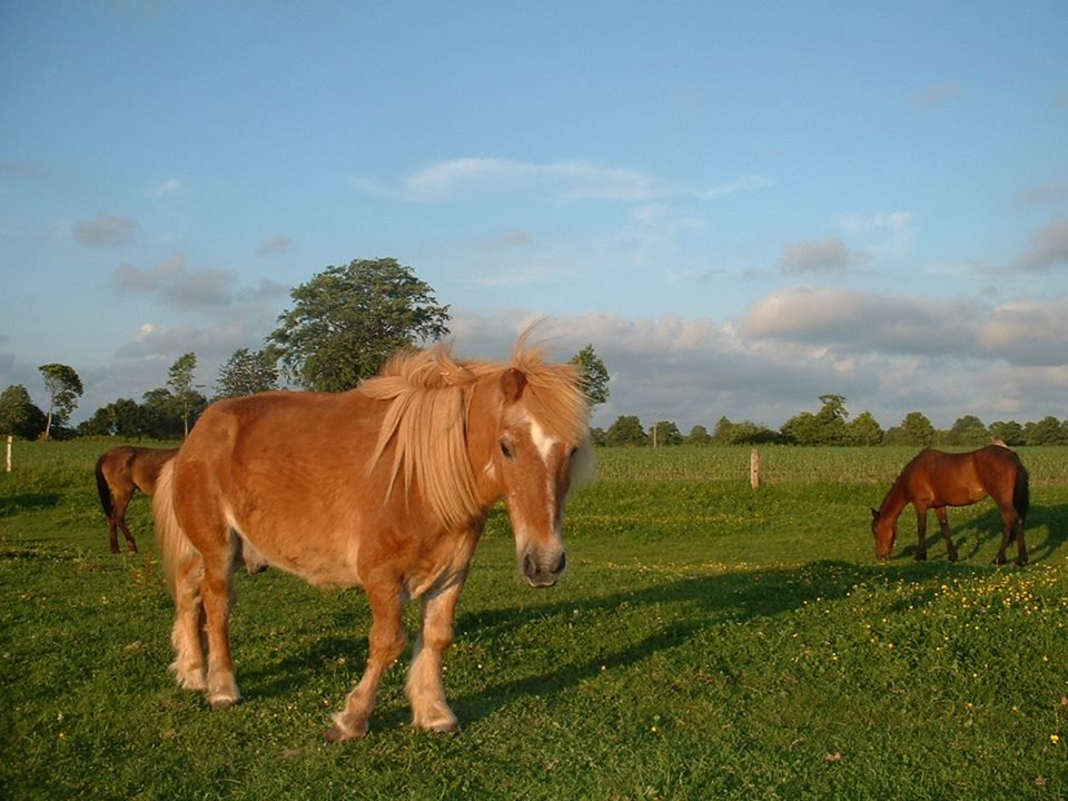 epona, horse, rescue center, animal shelter, france