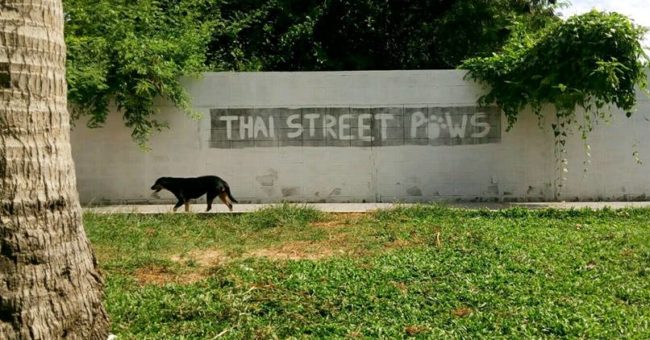 dog shelter in Thailand