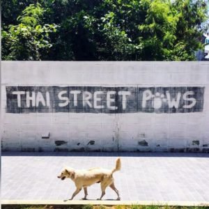 dog shelter in Thailand