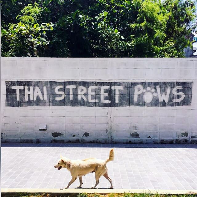 dog shelter in Thailand