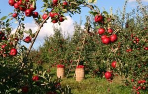 gardening, fruits, farming, farm, apple garden, orchard, volunteering, food and accommodation