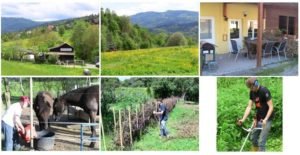 Hospitality exchange, Germany, frauke kess, horses, pferde, food and accommodation