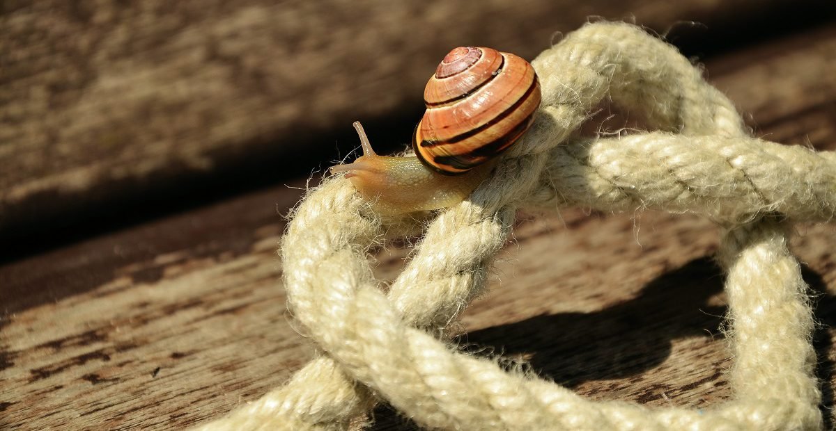 Close-up of a small snail with a striped shell crawling on a knotted rope, symbolizing slow travel and meaningful volunteering connections.