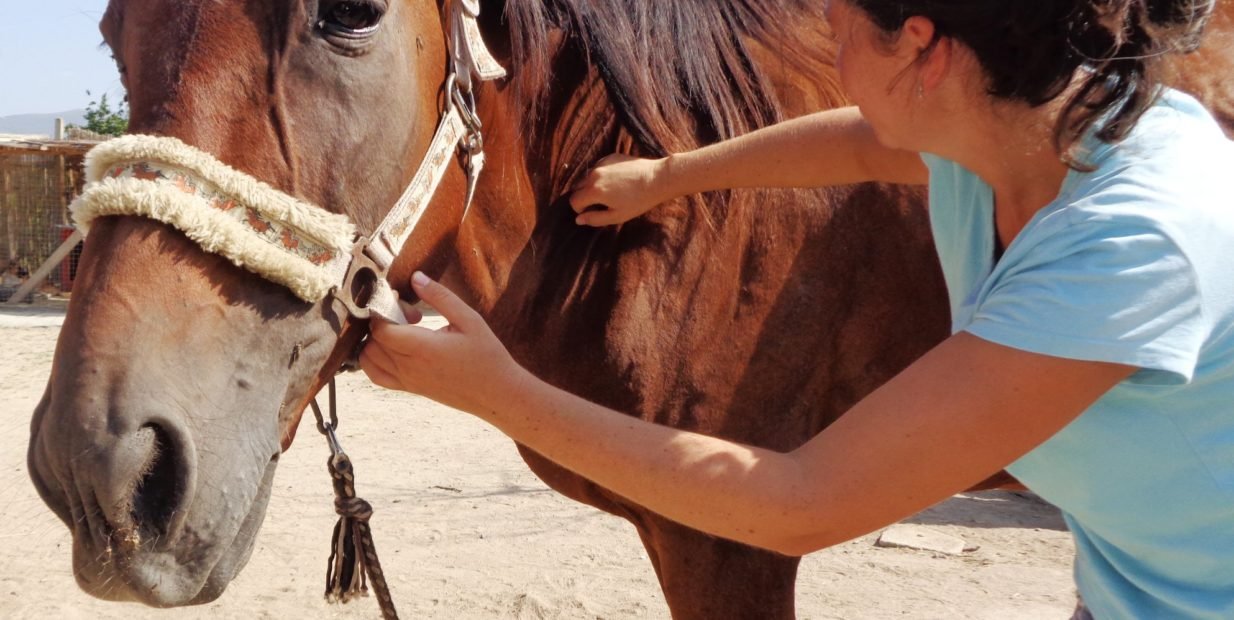 horse rescue center Bulgaria LIFE, voluntouring, volunteer programs abroad, volunteering opportunities, voluntourism, volunteers, volunteer team, food and accommodation