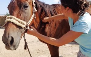 horse rescue center Bulgaria LIFE, voluntouring, volunteer programs abroad, volunteering opportunities, voluntourism, volunteers, volunteer team, food and accommodation