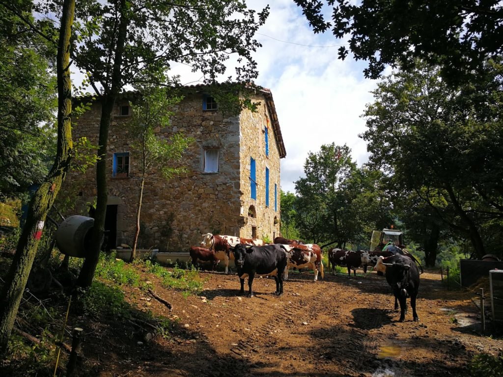 cows, catalunya, wwoof, Simone