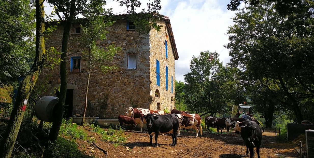 cows, catalunya, wwoof, Simone