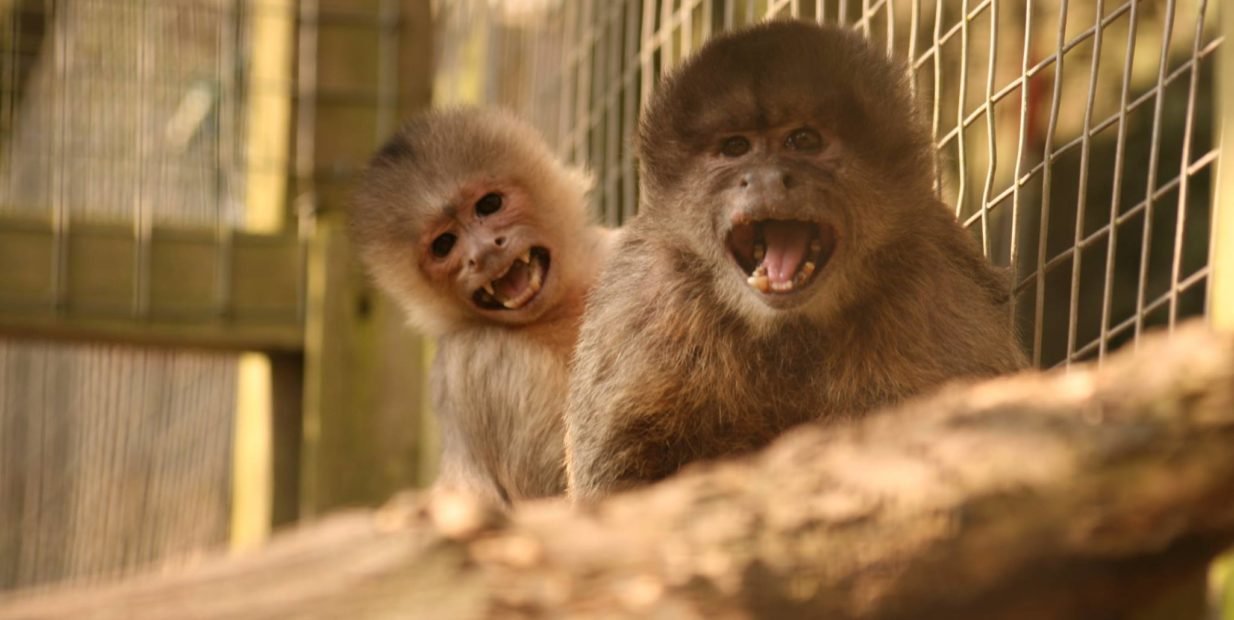 Two playful monkeys at Wild Futures Monkey Sanctuary in Cornwall, UK – rescued primates cared for by volunteers.
