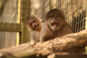 monkey sanctuary, free volunteering, volunteer