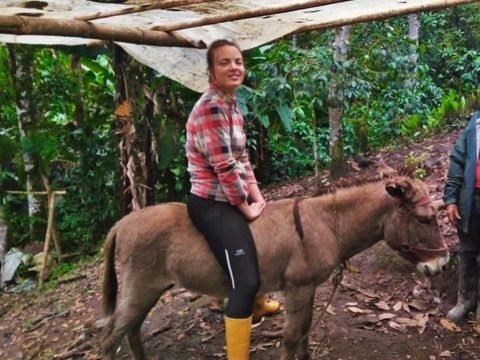 Volunteering in Ecuador, coffee farm, farm, coffee, donkey, hospitality exchange, food and accommodation