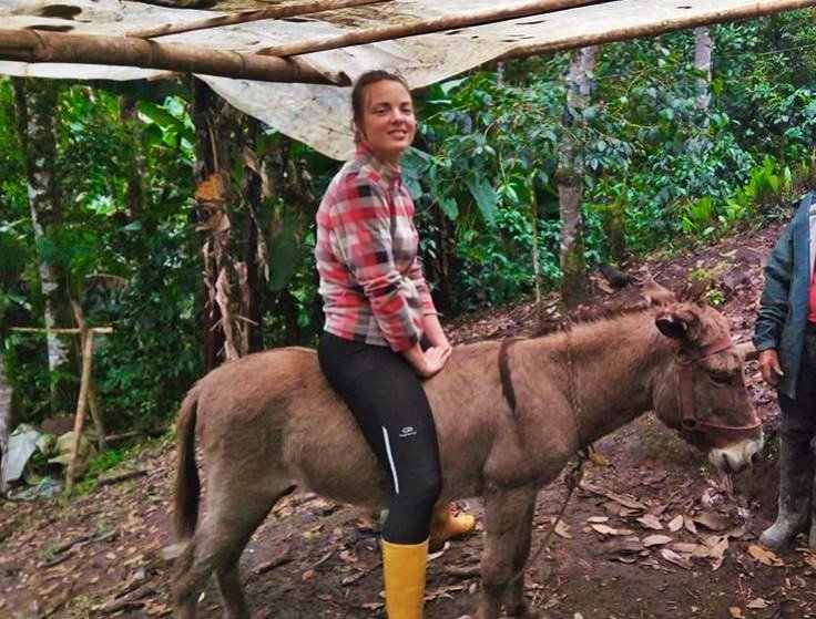 Volunteering in Ecuador, coffee farm, farm, coffee, donkey, hospitality exchange, food and accommodation