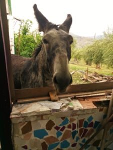 horse on a farm, free, hospitality exchange, host in Sicily, volunteer exchange, au pair,