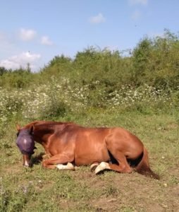 horses, blind horse, animal sanctuary, horse rescue center, wwoof, wwoofing, wwoof in Bulgaria