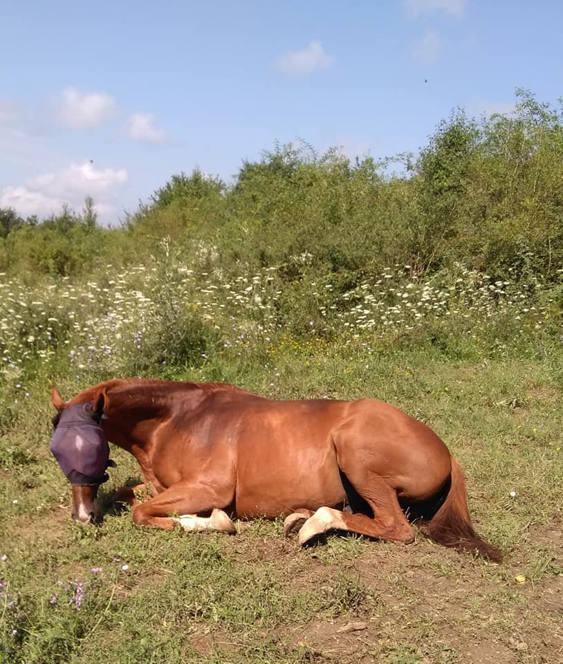 horses, blind horse, animal sanctuary, horse rescue center, wwoof, wwoofing, wwoof in Bulgaria