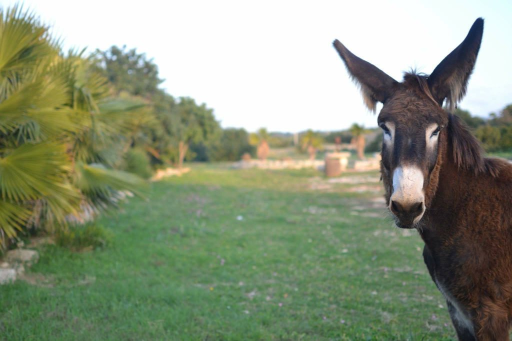 Sicily, wwoof, workaway, exchange, wwoofing, wwoof in Sicilia, Sicily wwoof, wwoof Sicily, wwoof Italy, wwoofing in Italy, Wwoof Italia, wwoof farms in Italy