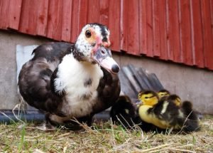Mother duck with ducklings on a Swedish permaculture farm, symbolizing sustainable living and animal care at Två Ekar Gård, where volunteers help with planting, managing ducks and chickens, and restoration farming projects near Hagfors, Sweden.