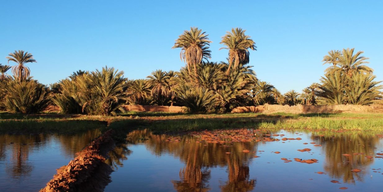 Oasis in Tagounite Morocco with palm trees and desert reflections near the Tuareg-Berber volunteer project offering lodge and stay (food and accommodation)