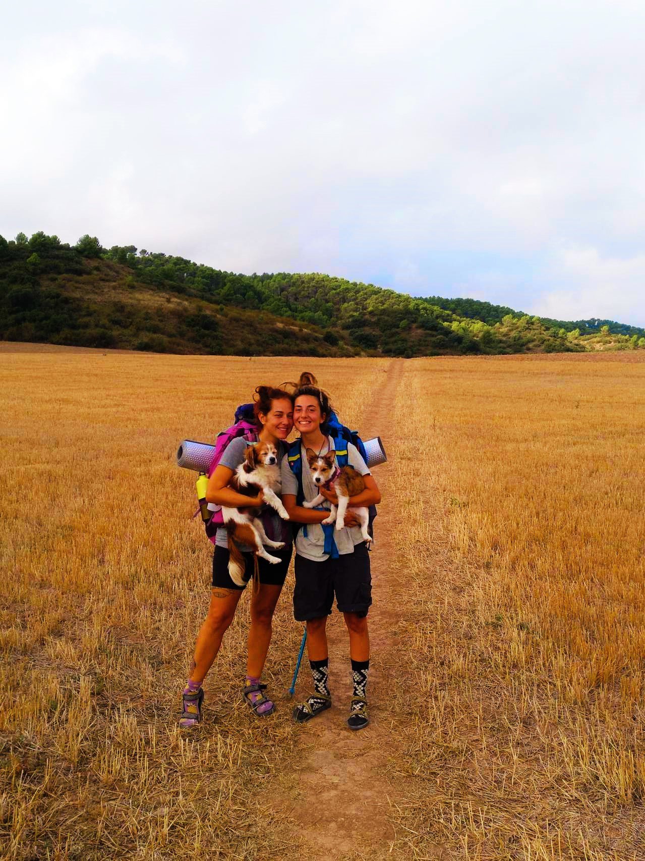 Two women and their dogs hiking through golden fields during a slow travel journey across Europe - living sustainably in a van, volunteering, wwoofing, and exploring alternative lifestyles.