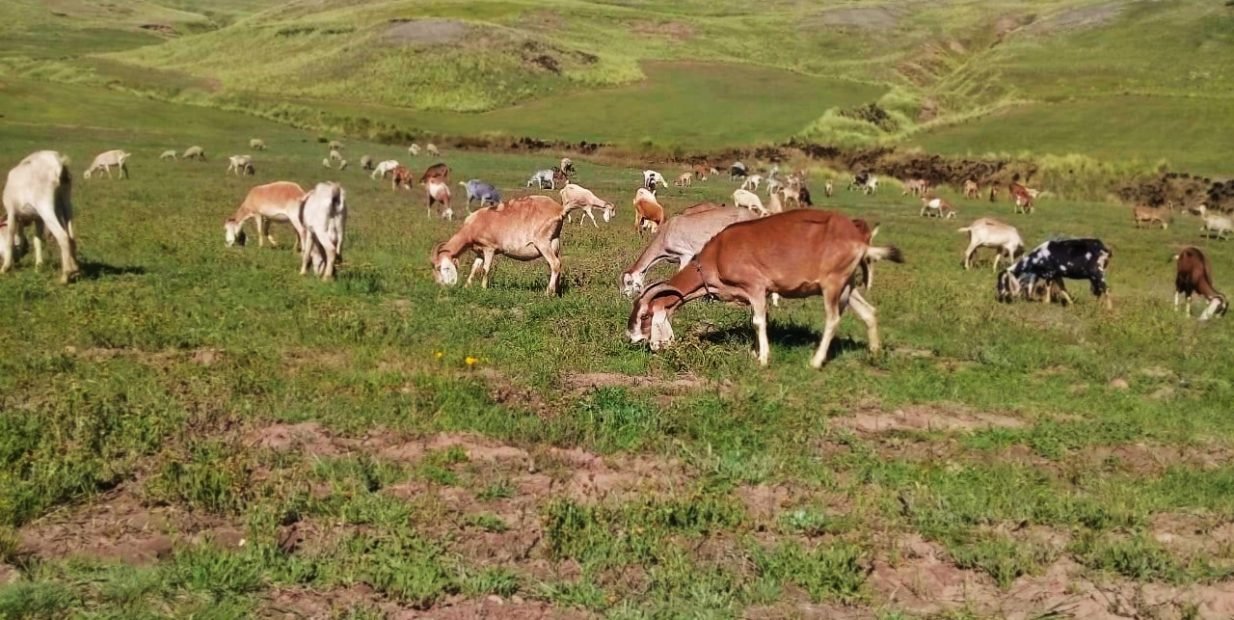 Goats and sheep grazing on a green Andean pasture near a volunteer farm in Peru, illustrating animal care and rural volunteering.