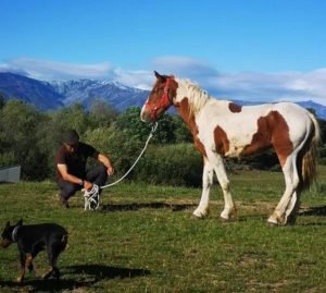 Ecupasil staff member and a horse, teaching volunteers natural horsemanship