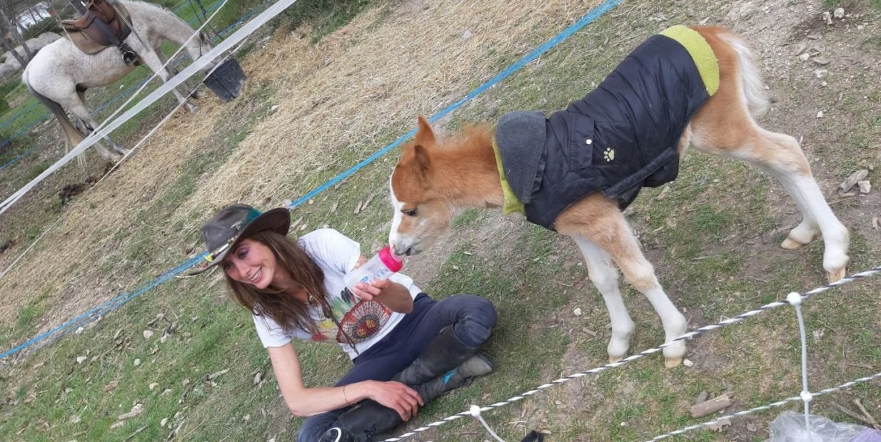Horse farm volunteer bottle-feeding a foal during farm stay in Aix-en-Provence, France