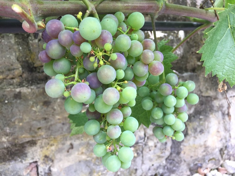 grape harvest, Switzerland, vineyard