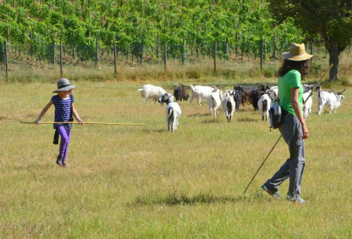 cashmere, farmer, shepherd, wwoof, wwoofing, volunteering