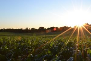 Organic farm, permaculture, gardening, sun, off-grid, agriculture, field, rays, blue sky, px, hospitality exchange, work trade, food and accommodation