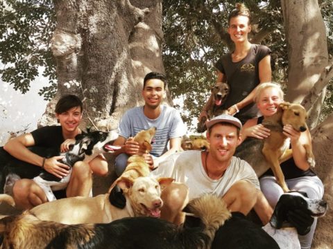 volunteers, animal shelter, animal sanctuary, Morocco, volunteering, voluntouring, voluntourism, opportunities, free project abroad, free volunteering, animal activists. food and accommodation, food and shelter
