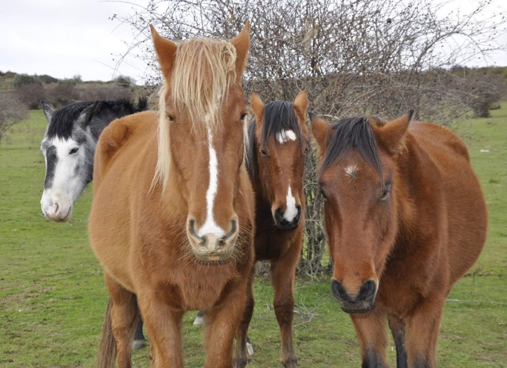 Four horses standing close together in a grassy field at a Spanish horse sanctuary, looking towards the camera in a natural, relaxed way.