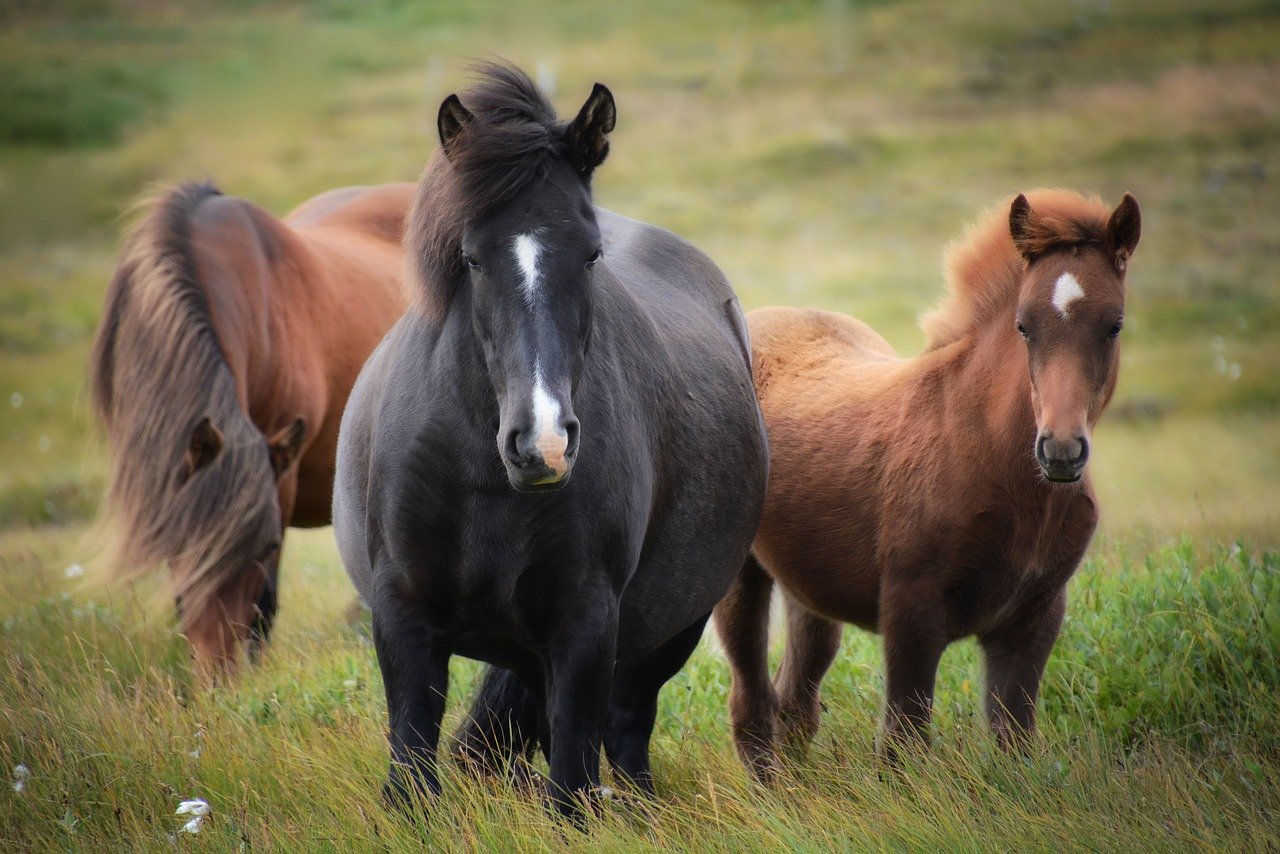 Horses, ranch, natural horsemanship, volunteering, voluntouring, volunteer, pexels, pixabay, hospitality exchange, px, Volunteer in a horse farm