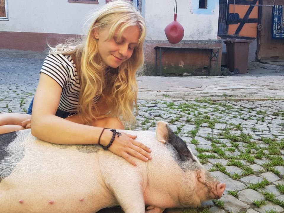 Farm, animal sanctuary, Germany, animal shelter, volunteer, voluntouring, voluntourism, volunteering, project, team, vegan, love, pig