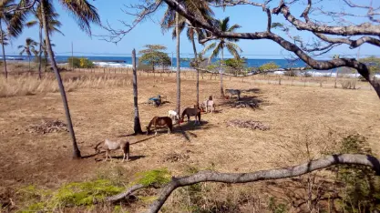 Costa Rica, horses, volunteering, food and accommodation, hospitality exchange