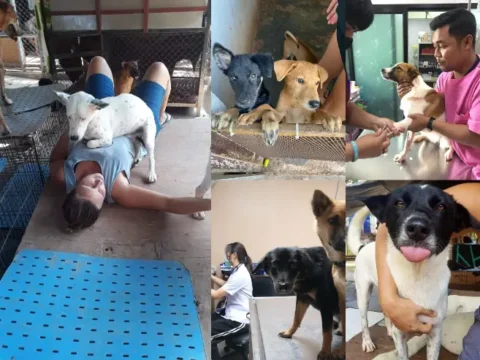 Canada, dog shelter, rescue, Thailand