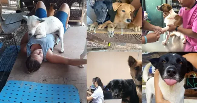 Canada, dog shelter, rescue, Thailand