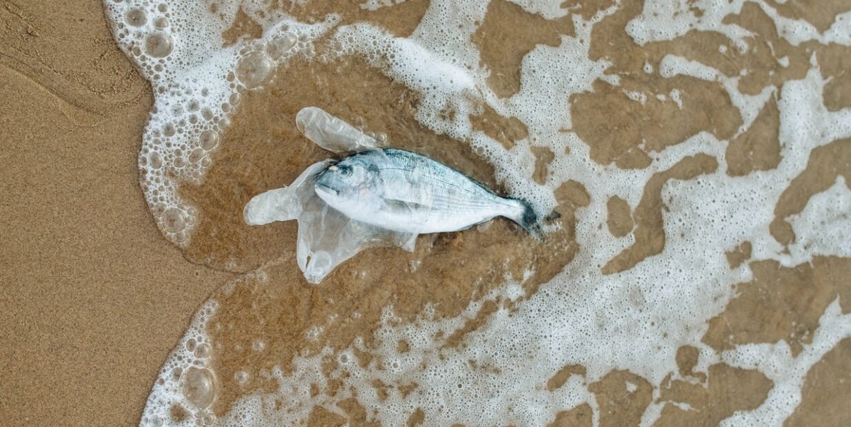pollution, dead fish, volunteer, sea, thrash, beach cleaning, volunteering, environment, save, team, projects