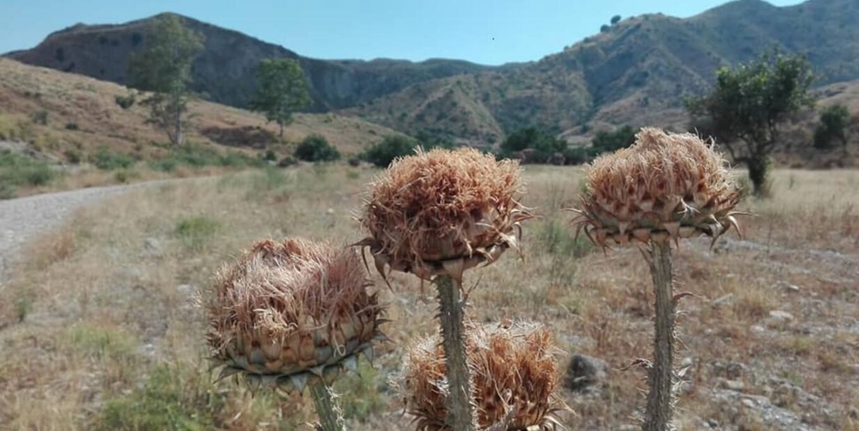 Close-up of wild thistle heads in a dry rural landscape with hills in the background in Calabria, southern Italy.