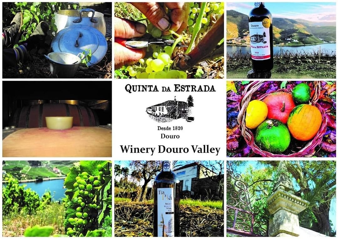 organic farm, portugal, winery, food and accommodation, volunteering, exchange, food and accommodation, wine, countryside, rural, workaway, wwoof,