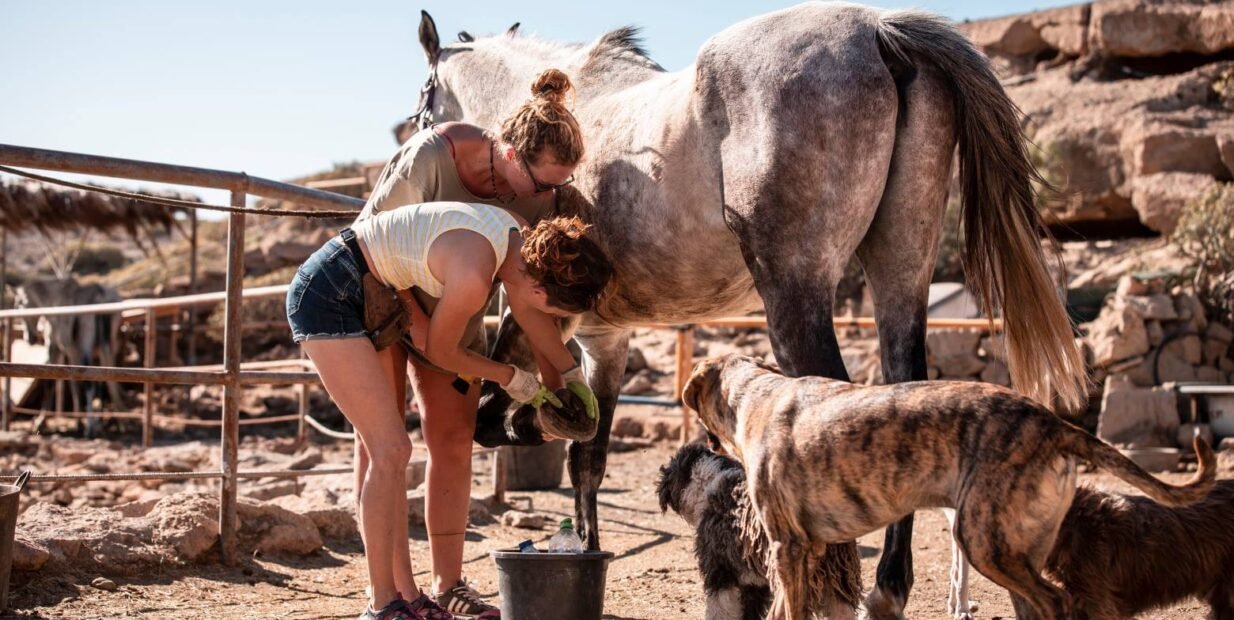 volunteer programs, volunteering, team, volunteers, community, horse sanctuary, voluntouring, voluntourism, food and accommodation, alternative lifestyles, Tenerife Horse Rescue Center